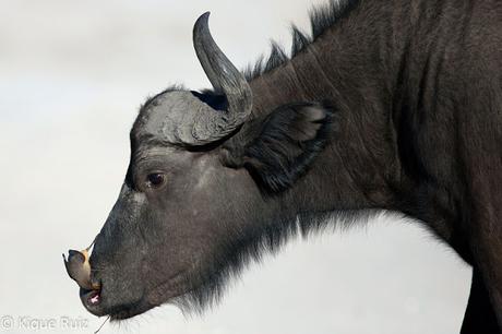 Mis diez mejores fotografías de fauna