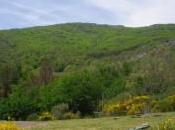 hayedo Tejera Negra mayo