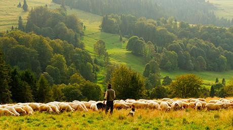 Siguiendo a las ovejas