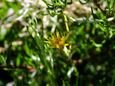 Mata negra (Brachyclados lycioides)