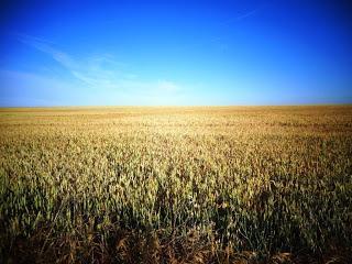 SI EL GRANO DE TRIGO NO CAE...NO DA FRUTO, NO RESUCITA