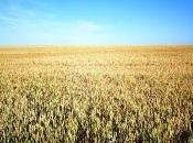 grano trigo cae...no fruto, resucita