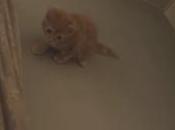 gato desafía gravedad este anuncio Play Station, ¿uno mejores spots año?