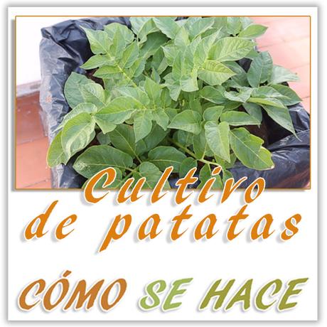 Cultivo de patatas en maceto huerto