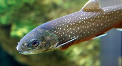 Tres toneladas de truchas neuquinas con destino Estados Unidos