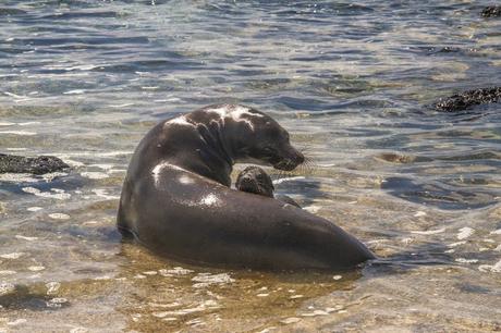 Lobos de mar, la pereza hecha animal