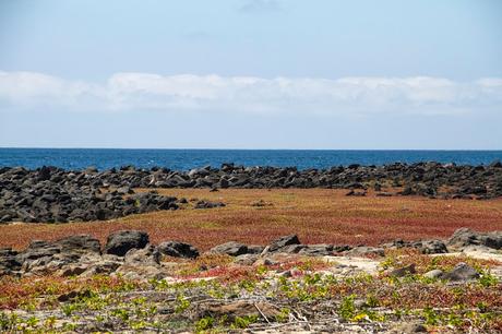 Lobos de mar, la pereza hecha animal