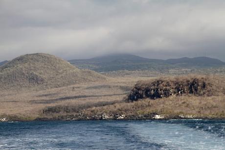 Lobos de mar, la pereza hecha animal