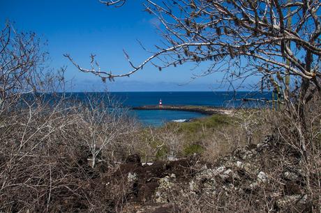 Lobos de mar, la pereza hecha animal