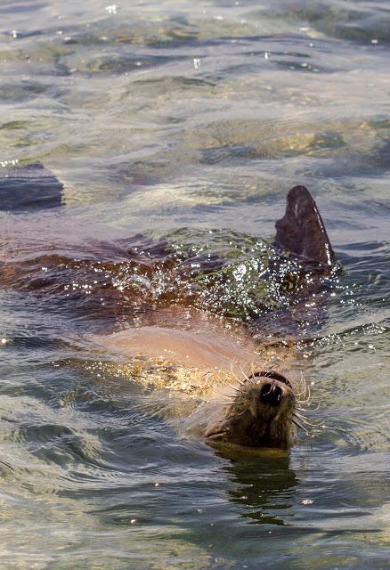 Lobos de mar, la pereza hecha animal