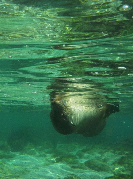 Lobos de mar, la pereza hecha animal