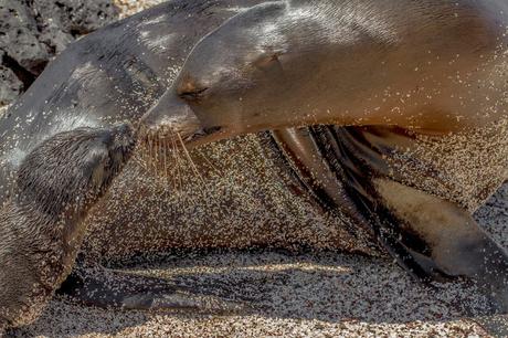 Lobos de mar, la pereza hecha animal