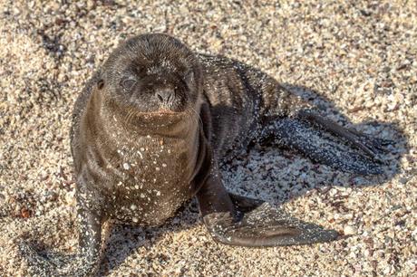 Lobos de mar, la pereza hecha animal