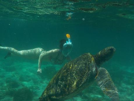 Lobos de mar, la pereza hecha animal