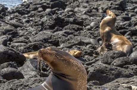 Lobos de mar, la pereza hecha animal