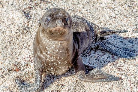 Lobos de mar, la pereza hecha animal