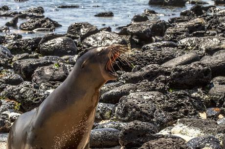 Lobos de mar, la pereza hecha animal