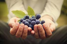 Diferencias en vinos orgánicos, biodinámicos y naturales