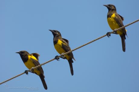 Pecho amarillo grande (Yellow-rumped Marshbird) Pseudoleistes guirahuro
