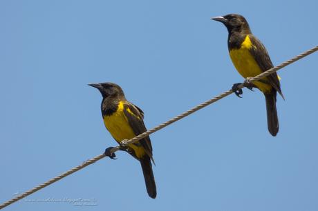 Pecho amarillo grande (Yellow-rumped Marshbird) Pseudoleistes guirahuro
