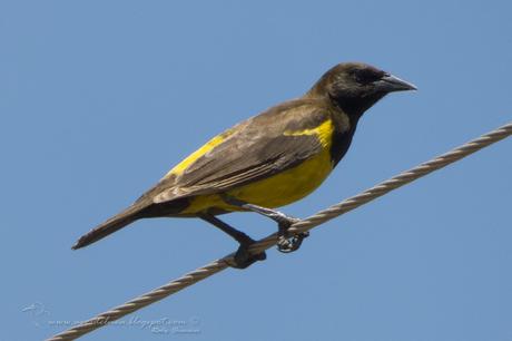 Pecho amarillo grande (Yellow-rumped Marshbird) Pseudoleistes guirahuro