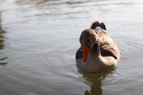 PINEAPPLE DRESS PINEAPPLE DRESS
