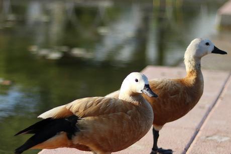 PINEAPPLE DRESS PINEAPPLE DRESS