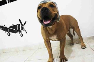 Gorros tejidos para perros y gatos