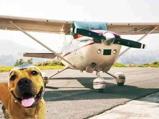 Gorros tejidos para perros y gatos