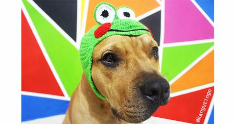 Gorros para tu mascota