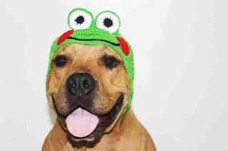 Gorros tejidos para perros y gatos