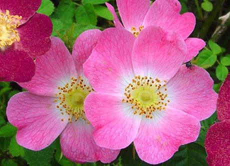 Rosa mosqueta, nutritiva, reparadora y antioxidante