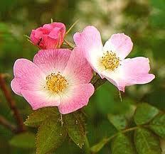 Rosa mosqueta, nutritiva, reparadora y antioxidante