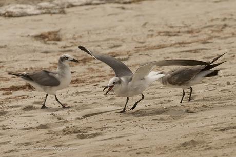 Gaviota Reidora Americana (Laughing Gull) Leucophaeus atricilla