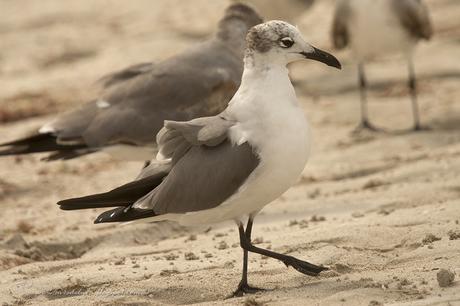 Gaviota Reidora Americana (Laughing Gull) Leucophaeus atricilla