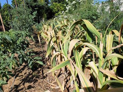 AJO ELEFANTE, comienza su cosecha.