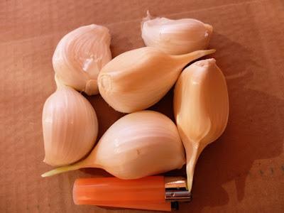 AJO ELEFANTE, comienza su cosecha.