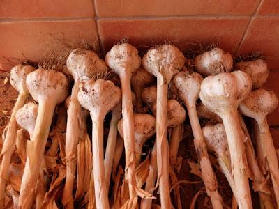 AJO ELEFANTE, comienza su cosecha.