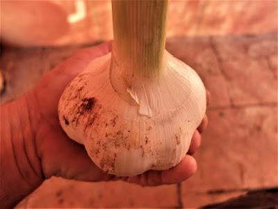 AJO ELEFANTE, comienza su cosecha.