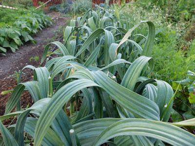 AJO ELEFANTE, comienza su cosecha.
