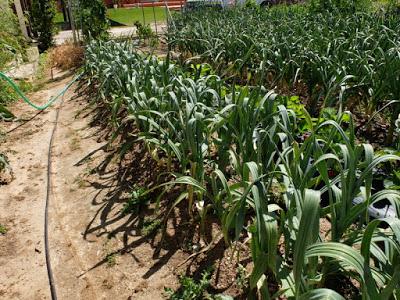 AJO ELEFANTE, comienza su cosecha.
