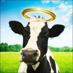 India: Nació una vaca con cabeza humana y la veneran como un dios