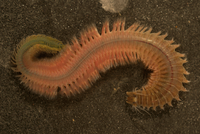 Phylum Annelida