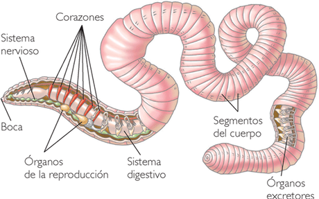 Sistema Circulatorio (II)