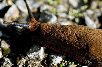 Reseña - Transcrepuscular