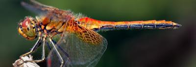 Reseña - Transcrepuscular