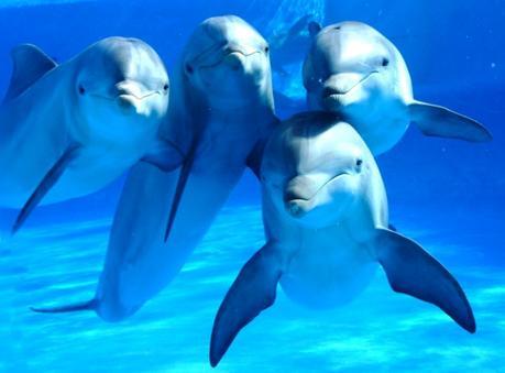 Otros animales, como los delfines, también exhiben la misma característica cerebral