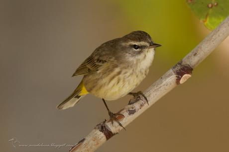 Reinita Coronicastaña (Palm Warbler) Setophaga palmarum