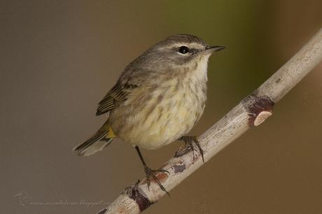 Reinita Coronicastaña (Palm Warbler) Setophaga palmarum