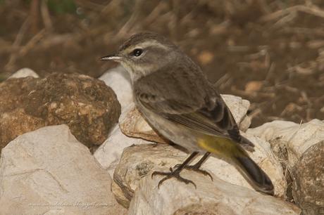 Reinita Coronicastaña (Palm Warbler) Setophaga palmarum